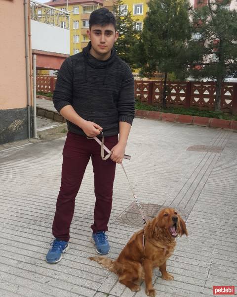 İrlandalı Setter, Köpek  Fırtına fotoğrafı