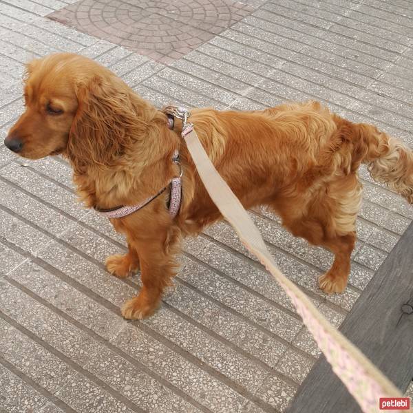 İrlandalı Setter, Köpek  Fırtına fotoğrafı