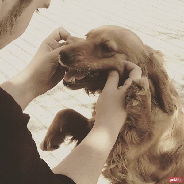 İrlandalı Setter, Köpek  Fırtına fotoğrafı