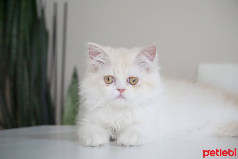 Chinchilla, Kedi  Latte fotoğrafı
