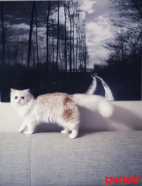 Chinchilla, Kedi  Latte fotoğrafı