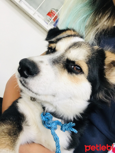 Sokö (Sokak Köpeği), Köpek  Fındık fotoğrafı