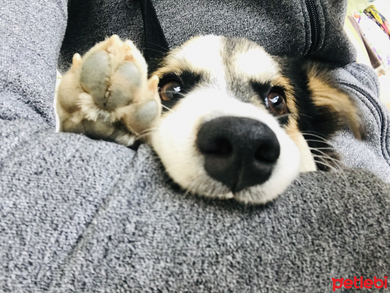 Sokö (Sokak Köpeği), Köpek  Fındık fotoğrafı