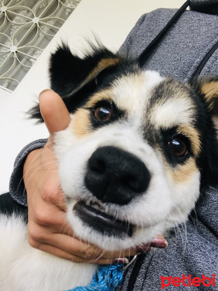 Sokö (Sokak Köpeği), Köpek  Fındık fotoğrafı
