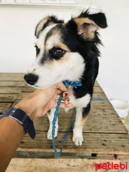 Sokö (Sokak Köpeği), Köpek  Fındık fotoğrafı