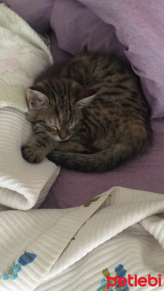 Tekir Kedi, Kedi  Mia fotoğrafı
