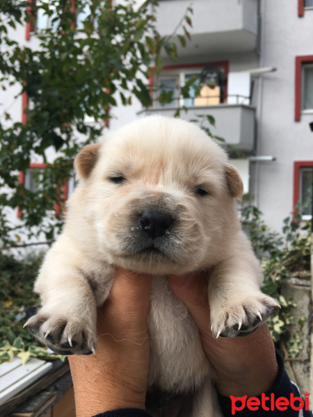 Chow Chow (çin Aslanı), Köpek  Bebekler fotoğrafı