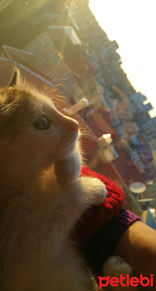 Tekir Kedi, Kedi  mia fotoğrafı