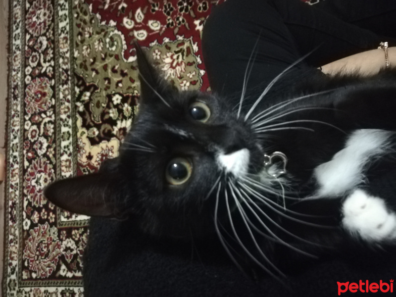 Soke, Kedi  Türkan fotoğrafı