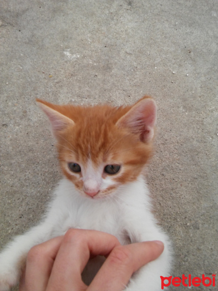 Tekir Kedi, Kedi  Fındık fotoğrafı