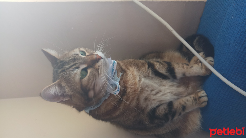 Tekir Kedi, Kedi  Suzan fotoğrafı