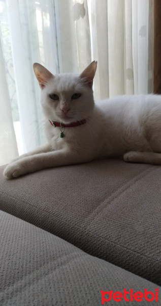 Ankara Kedisi, Kedi  Casper fotoğrafı