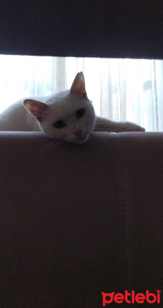 Ankara Kedisi, Kedi  Casper fotoğrafı