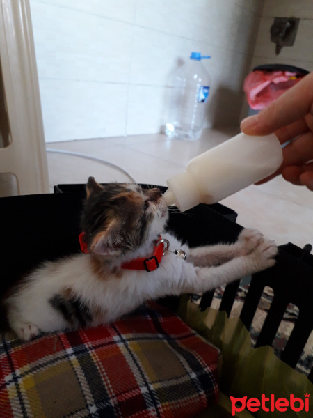 Tekir Kedi, Kedi  Hera fotoğrafı