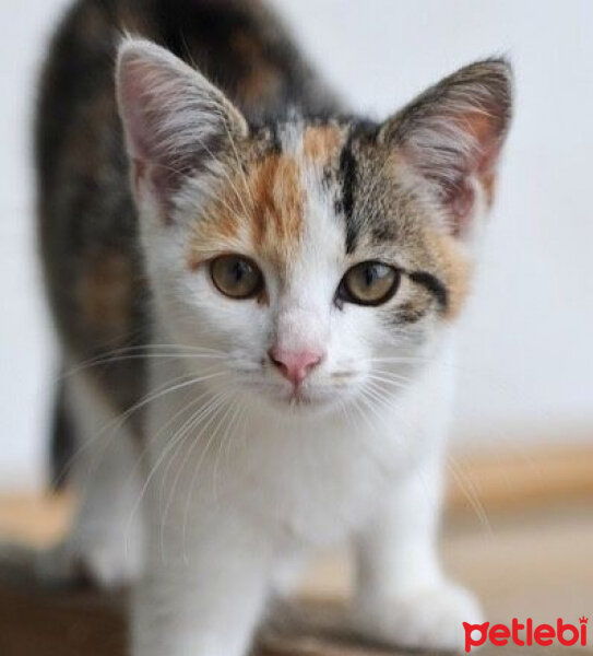 American Wirehair, Kedi  Boncuk fotoğrafı