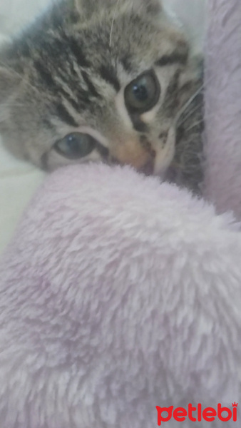 Tekir Kedi, Kedi  Zeytin fotoğrafı