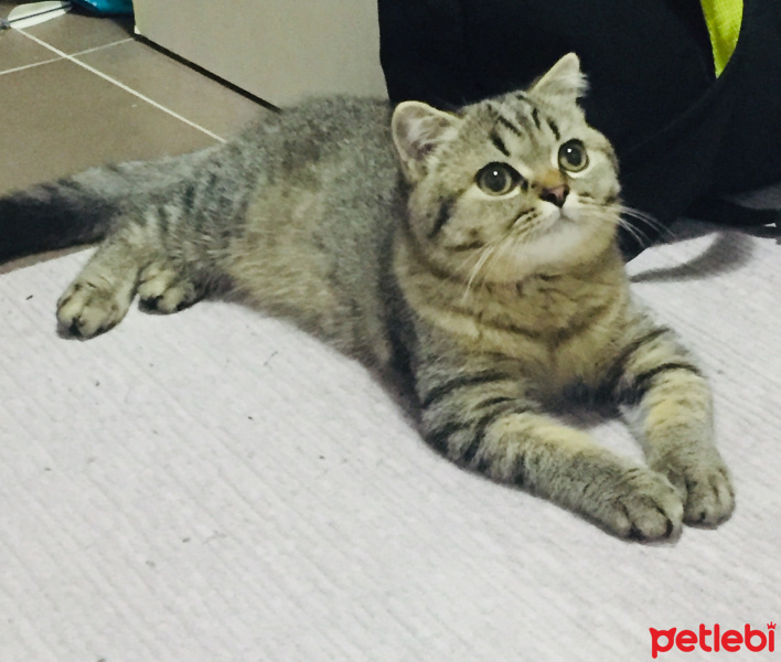 Scottish Fold, Kedi  BONTE fotoğrafı