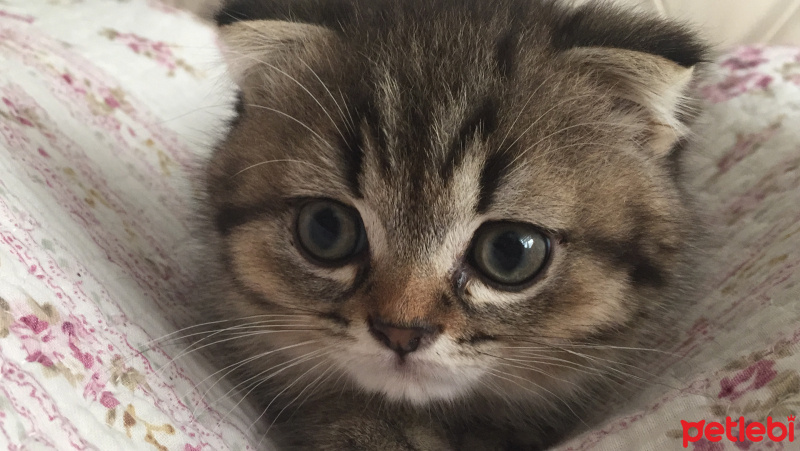Scottish Fold, Kedi  BONTE fotoğrafı