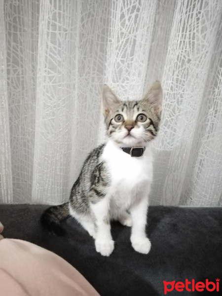 Tekir Kedi, Kedi  Arya fotoğrafı