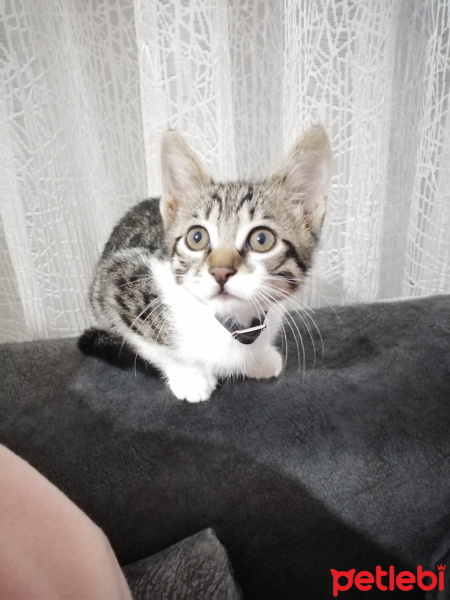 Tekir Kedi, Kedi  Arya fotoğrafı