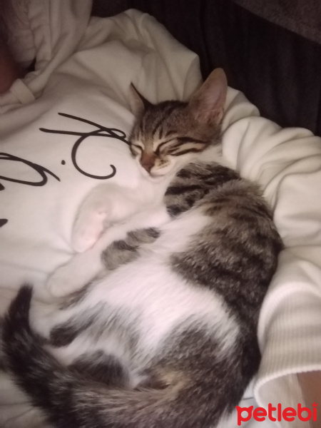 Tekir Kedi, Kedi  Arya fotoğrafı
