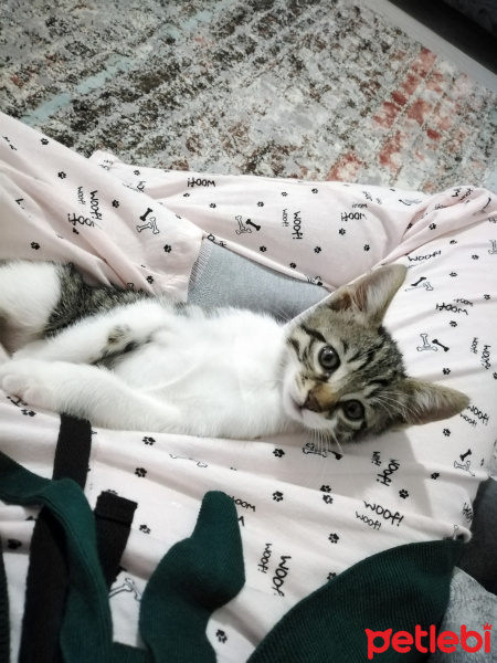 Tekir Kedi, Kedi  Arya fotoğrafı