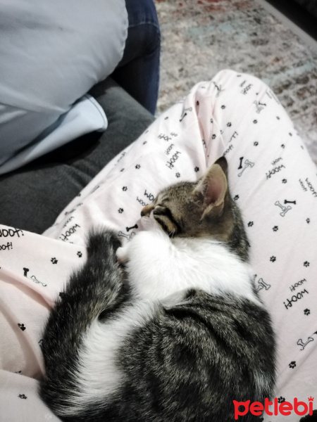 Tekir Kedi, Kedi  Arya fotoğrafı