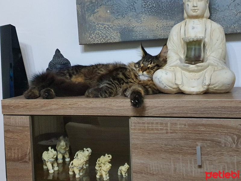 Maine Coon, Kedi  Ares fotoğrafı