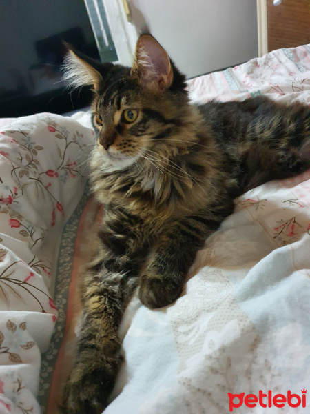 Maine Coon, Kedi  Ares fotoğrafı