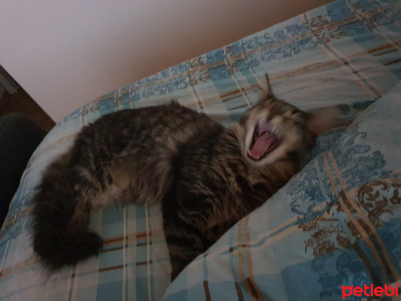Maine Coon, Kedi  Ares fotoğrafı