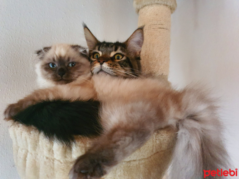 Scottish Fold, Kedi  Shiva fotoğrafı