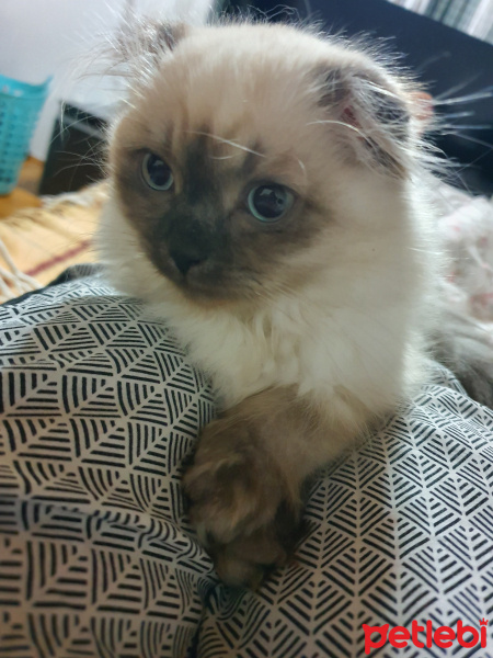 Scottish Fold, Kedi  Shiva fotoğrafı