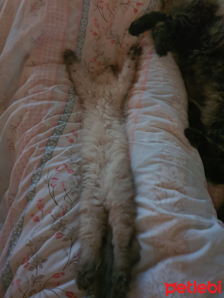 Scottish Fold, Kedi  Shiva fotoğrafı