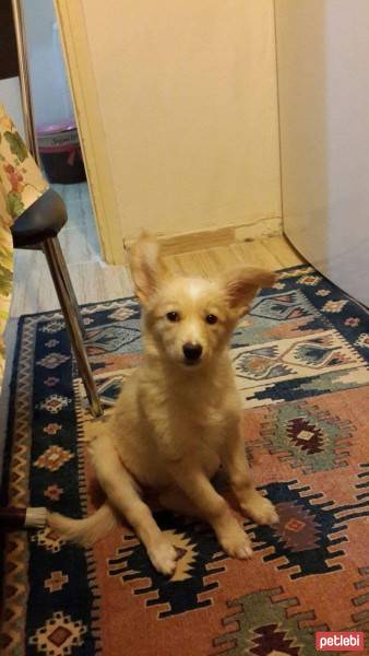 Akita İnu, Köpek  Maya fotoğrafı