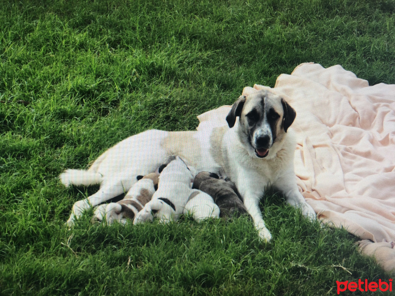 Sokö (Sokak Köpeği), Köpek  Poi fotoğrafı