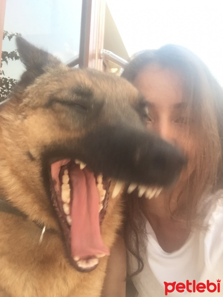 Sokö (Sokak Köpeği), Köpek  Kahve fotoğrafı