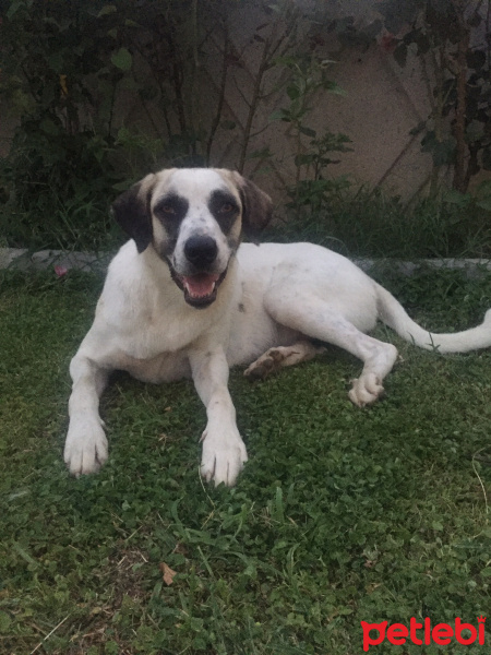 Sokö (Sokak Köpeği), Köpek  Neriman fotoğrafı