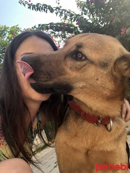 Sokö (Sokak Köpeği), Köpek  Damon fotoğrafı