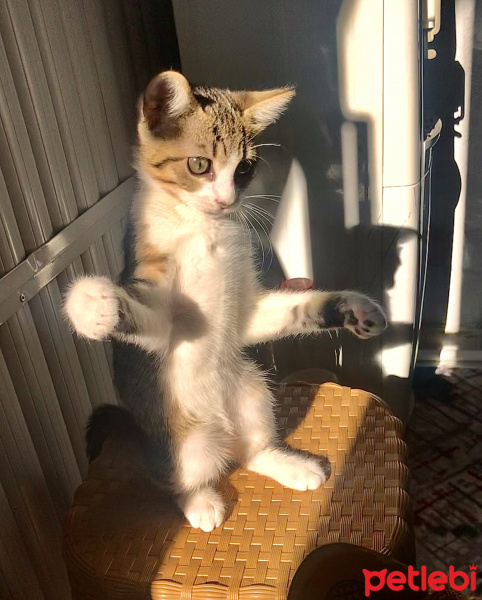 Tekir Kedi, Kedi  Miya fotoğrafı