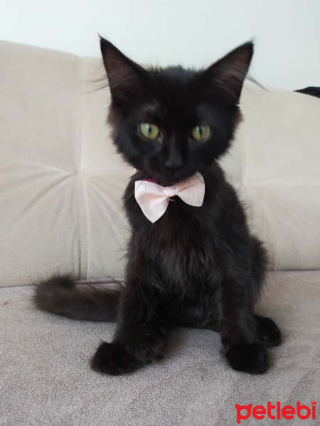 Tekir Kedi, Kedi  yok fotoğrafı