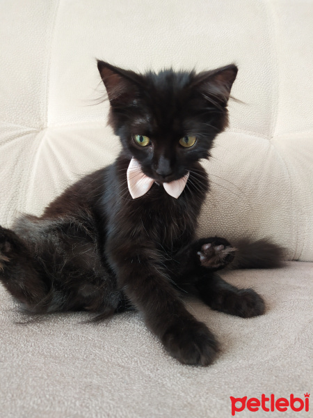 Tekir Kedi, Kedi  yok fotoğrafı