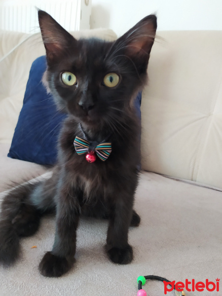 Tekir Kedi, Kedi  yok fotoğrafı