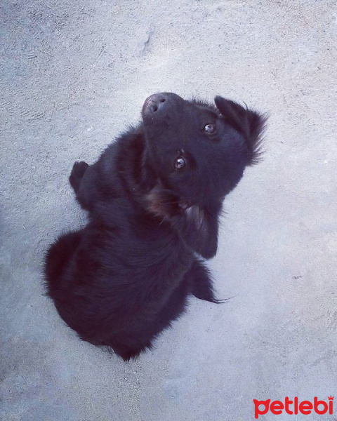 Airedale Terrier, Köpek  Nero fotoğrafı