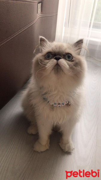 İran Kedisi (Persian), Kedi  Mavi fotoğrafı