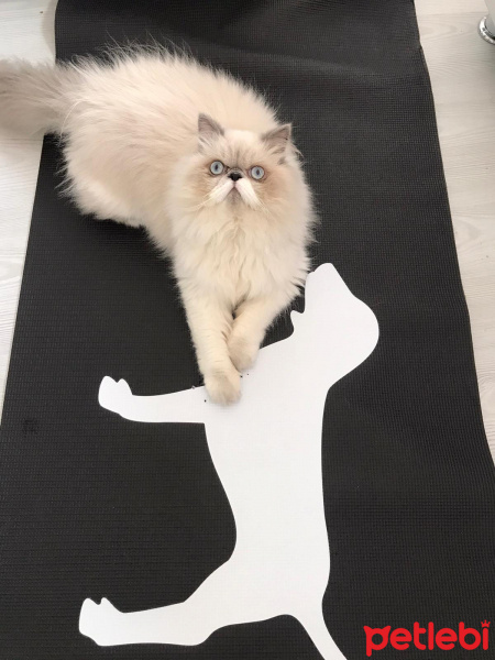 İran Kedisi (Persian), Kedi  Mavi fotoğrafı