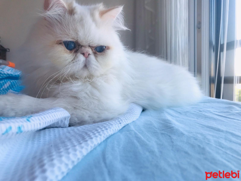 İran Kedisi (Persian), Kedi  Çilek fotoğrafı