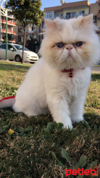 İran Kedisi (Persian), Kedi  Çilek fotoğrafı