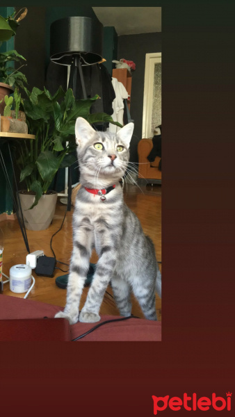 Tekir Kedi, Kedi  pussycat fotoğrafı