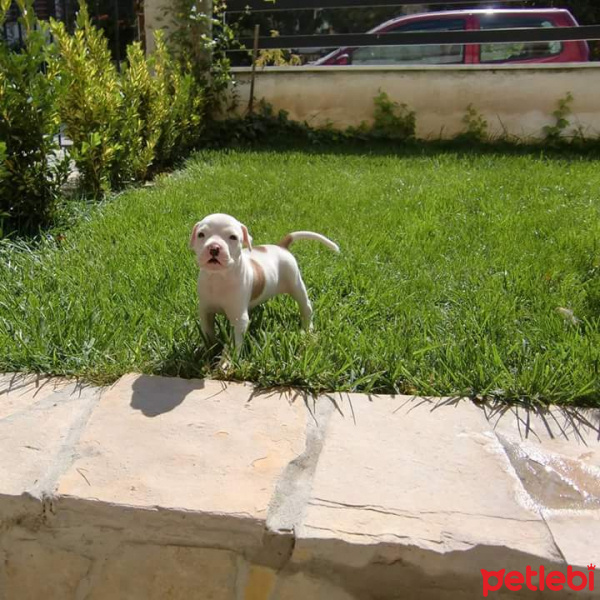 Amerikan Staffordshire Terrier, Köpek  Keşh fotoğrafı