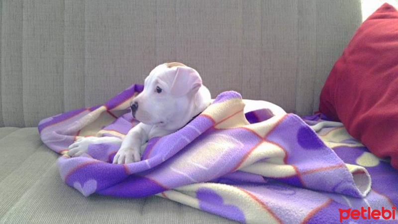 Amerikan Staffordshire Terrier, Köpek  Keşh fotoğrafı